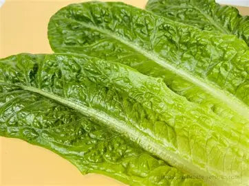 Mucci Naked Leaf Romaine Lettuce