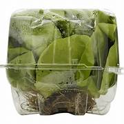 Living Butter Lettuce